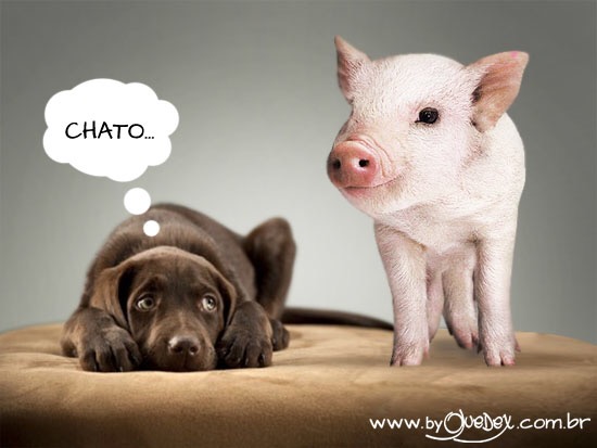 Ecos do Choque Rei…