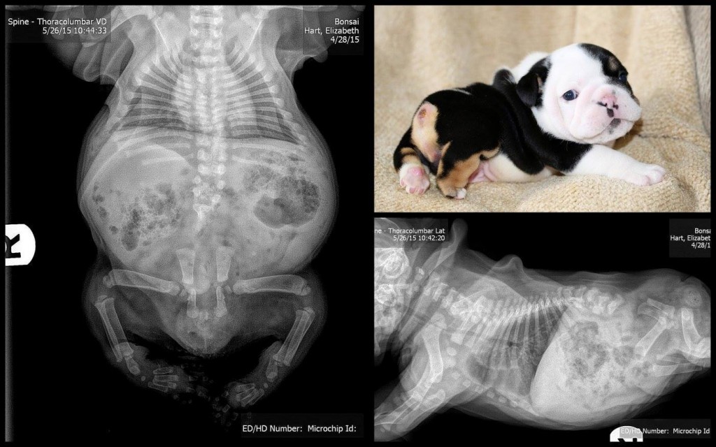 11336960_1396359650694393_934889548391050780_o