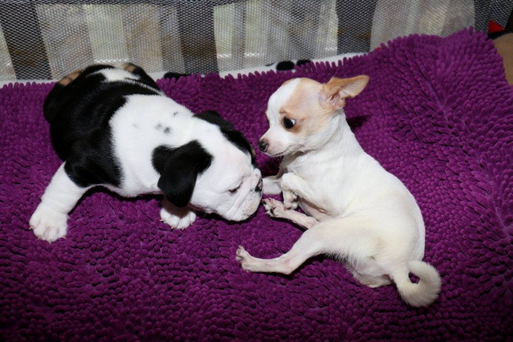 11406335_1407131379617220_2028484434891814512_o