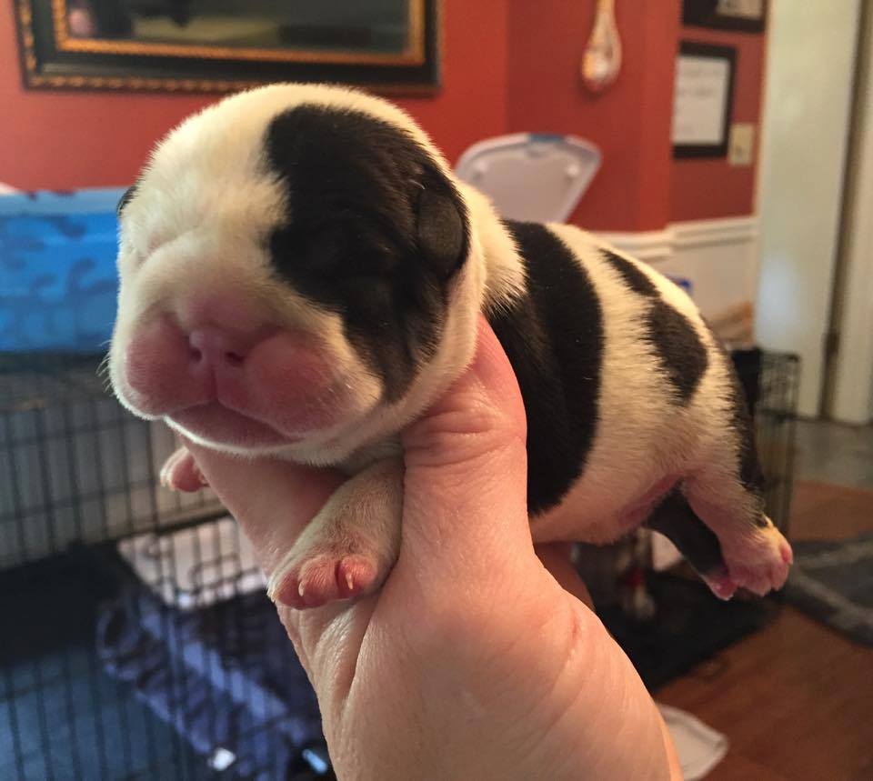 11412188_1401768870153471_1460678120929987158_n