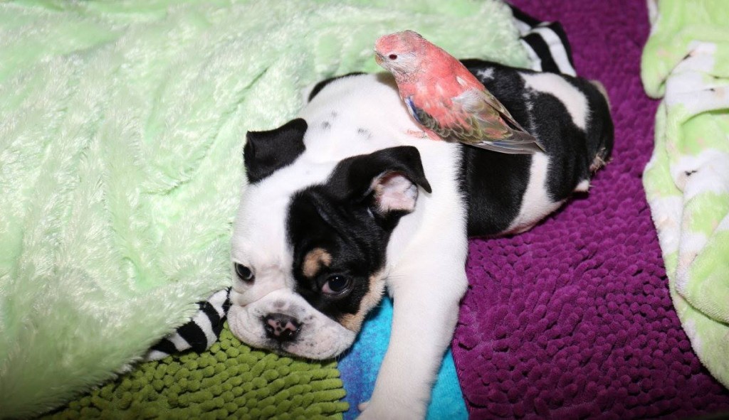 11722234_1418507241812967_5220139320578757874_o