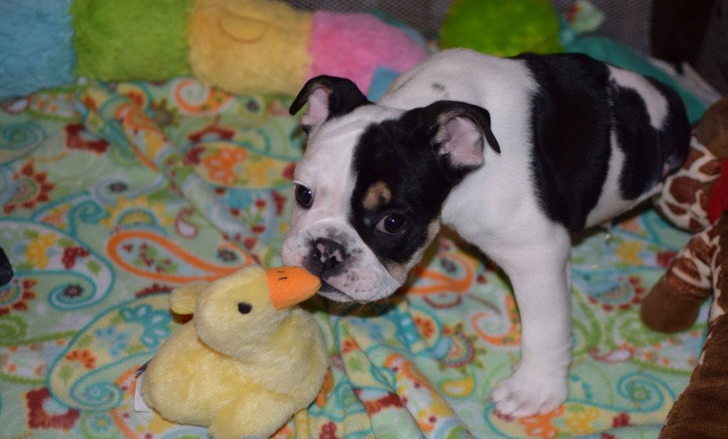 11728990_1421463641517327_4502334480127678582_o