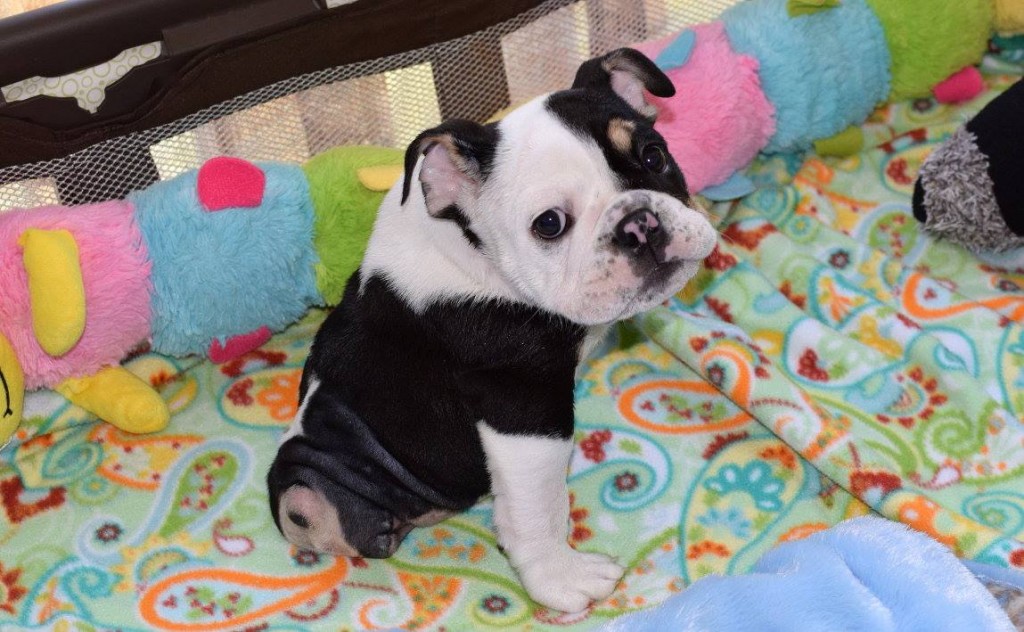 11731711_1421510951512596_2507890821196419638_o