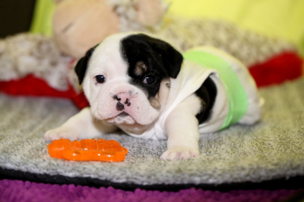 f6f4a8a3-d8f7-4bcc-8f29-5e3422bfe742