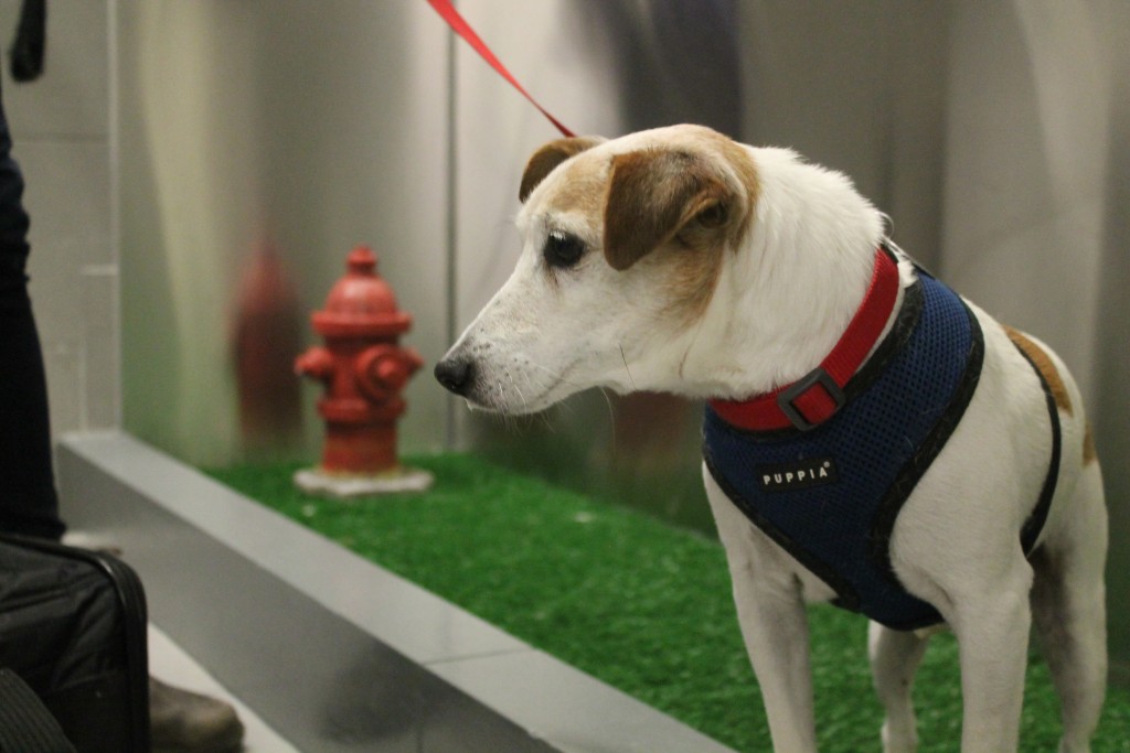 In this April 26, 2016 photo, John John visits the new pet relief area at New York's JFK airport before he and his owner Taylor Robbins head home on a flight to Atlanta. A new "pet relief" area has opened in the international air terminal at JFL to help passengers taking their dogs on a long flight. (AP Photo/William Mathis) ORG XMIT: NYR303