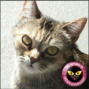 gato1