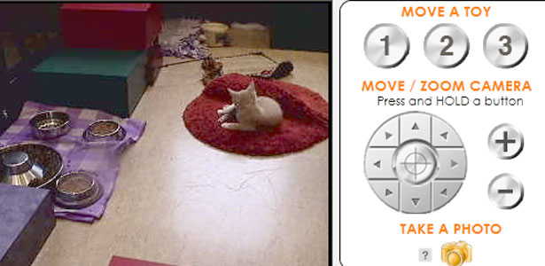 pet2