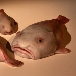 Peixe com cara de nojo é eleito o animal mais feio do mundo