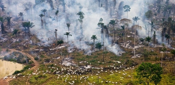 Desmatamento e incêndios criminosos na Amazônia