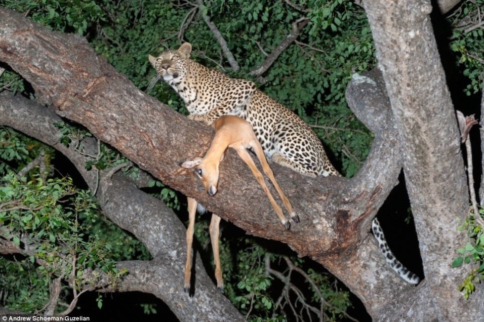 Resultado de imagem para leopardo caçando