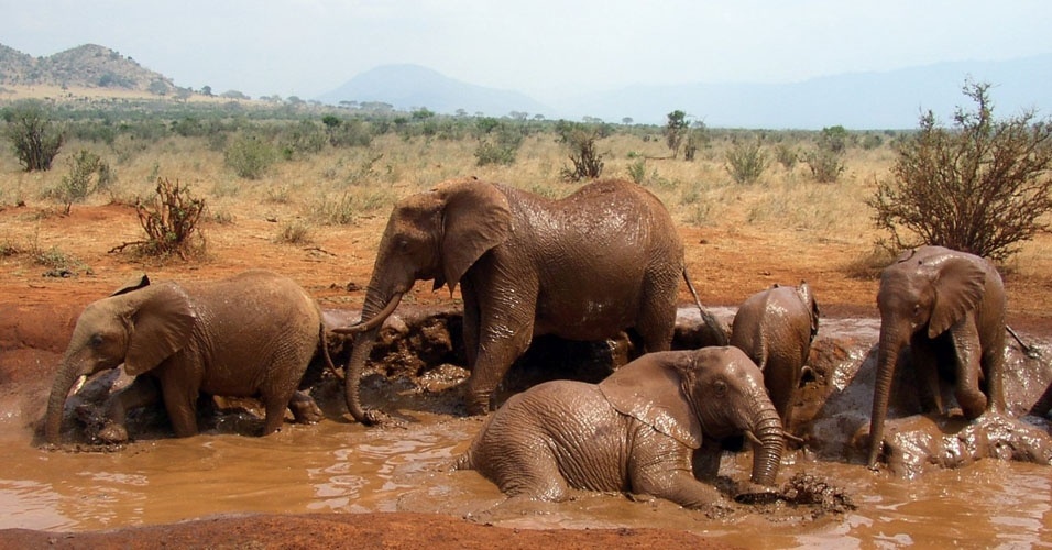 Resultado de imagem para elefantes