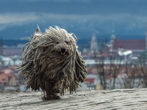 Matthias Balk/AP