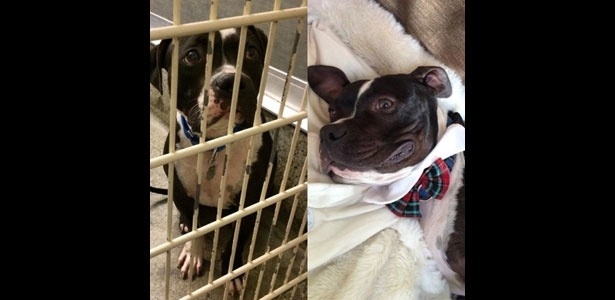 Reprodução/animalmozo Reprodução/animalmozo