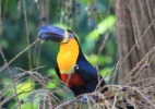 Saiba como o desaparecimento de aves grandes prejudica a palmeira ju�ara
