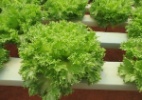 Cientistas criam nova esp�cie de alface que n�o murcha na salada e no sandu�che 