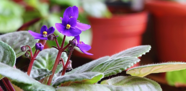 Violetas se adaptam bem aos ambientes internos, mas precisam de luminosidade e substrato drenado