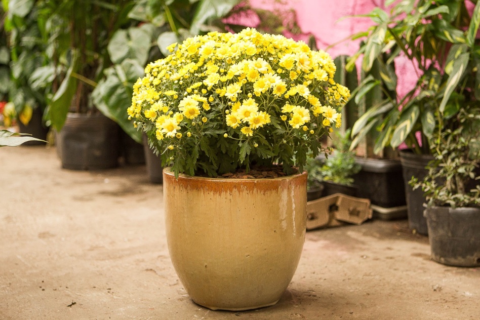  - a-manutencao-da-planta-e-bem-simples-rega-um-dia-sim-um-dia-nao-com-um-litro-de-agua-so-ague-a-terra-para-que-as-flores-fiquem-frescas-por-mais-tempo-ao-murcharem-arranque-as-1382985542566_948x632