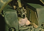 Conheça a história de cães, gatos e macacos que já viajaram de foguete   (Foto: Nasa)
