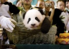 Em chinês, panda significa 