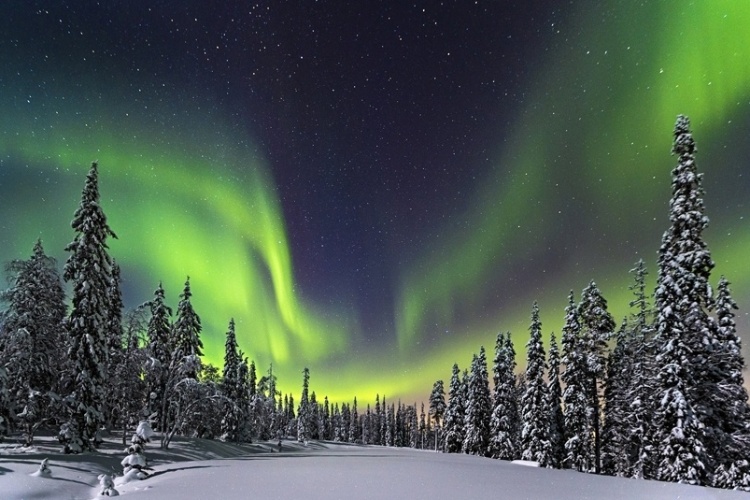 Resultado de imagem para floresta boreal na finlandia