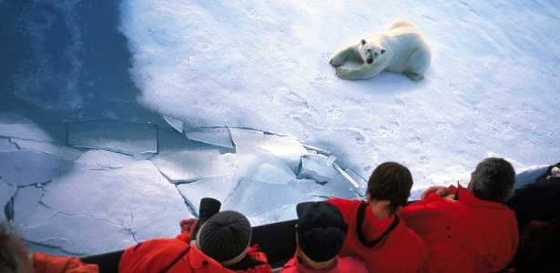 O tour pelo extremo norte permite ver os gigantes ursos polares em seu habitat natural
