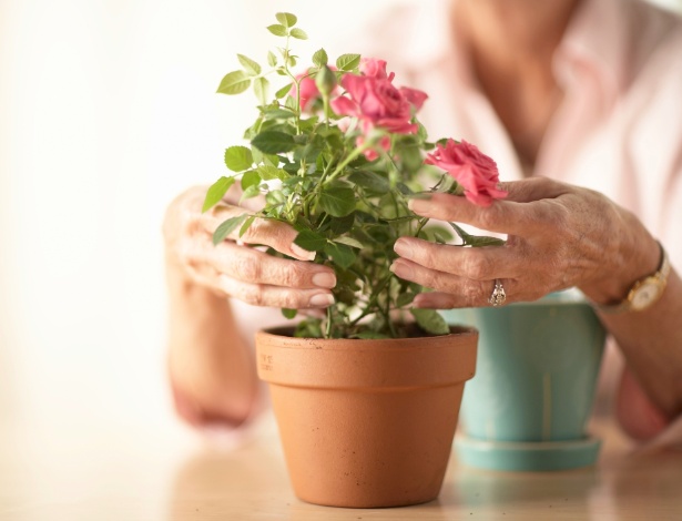 Rosas variadas podem ser cultivadas em vaso, mas não toleram compartilhar o espaço com outras plantas