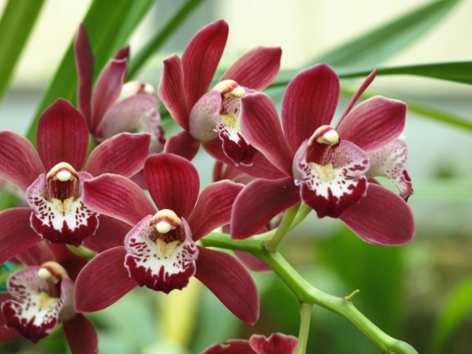 Jewel Orchid Ludisia Discolor