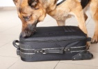Cães treinados para encontrar droga só conseguem achar comida em aeroporto (Foto: Getty Images)
