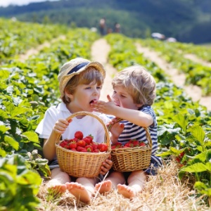 Crianças que comemoram orgânicos tinham menos pesticidas no organismo