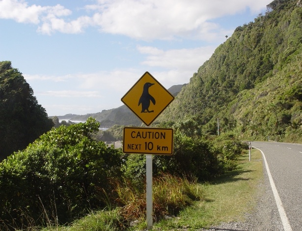 Resultado de imagem para pinguins na nova zelandia