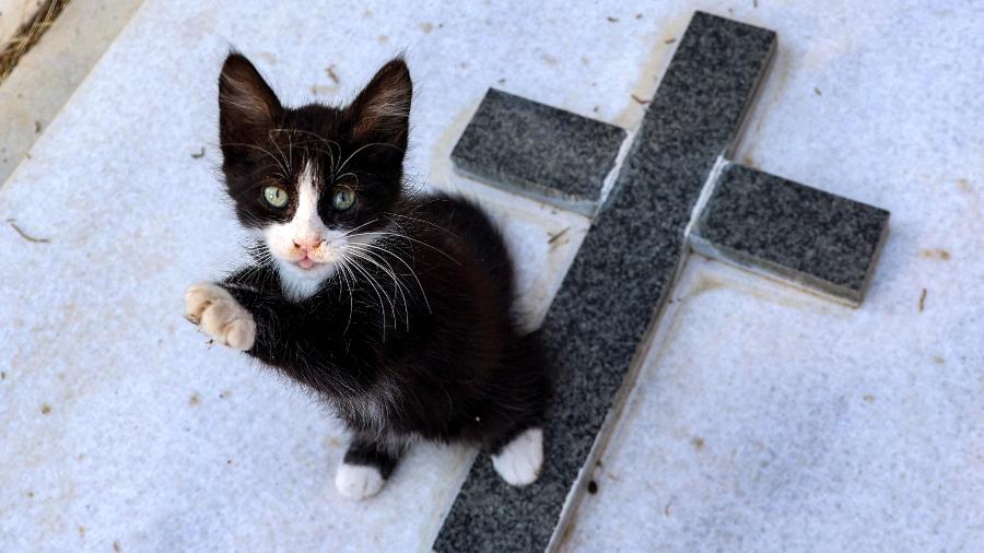 No Dia Mundial do Gato, assista aos vídeos mais populares do  -  Estadão