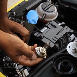 Reprodução Reprodução