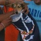 Cachorro jogado no alambrado vira mascote de time rival; agressor se diz arrependido