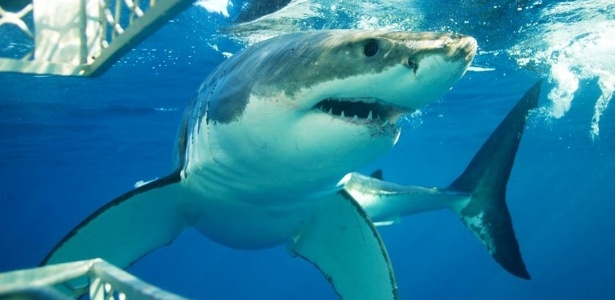 Austrália adota medidas polêmicas para evitar ataques de tubarão