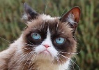 Reprodução/Facebook/TheOfficialGrumpyCat