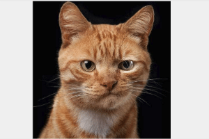 Reprodução/Instagram/@robbahou