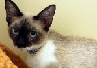 Adote um Gatinho