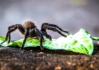 Fotos registram flagrantes de encontros com animais 