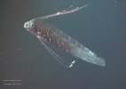 Reprodução/Journal of Fish Biology