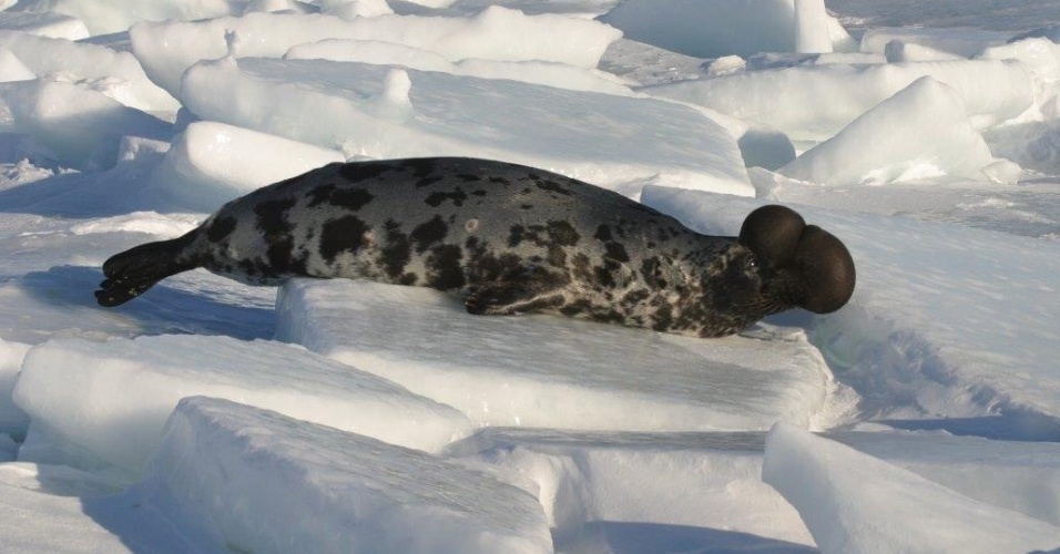 Mamíferos marinhos ficam 2 horas sem respirar Fotos Ciência Mamíferos marinhos ficam 2 horas sem respirar Fotos Ciência