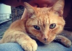 Gato Drummond pode ser 