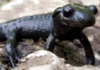 Clique Ciência: Qual a maior gestação de um animal?  (Foto: Zsolt BARNA (Kabóca)/UOL)