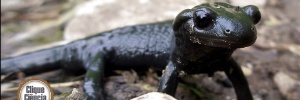 Clique Ciência: Qual a maior gestação de um animal?  (Foto: Zsolt BARNA (Kabóca)/UOL)