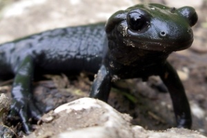 Clique Ciência: Qual a maior gestação de um animal?  (Foto: Zsolt BARNA (Kabóca)/UOL)