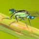 Pesticidas reduzem em até 42% a diversidade de insetos nos rios - André Künzelmann/UFZ