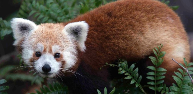 24.jun.2013 - Este é um panda vermelho ("Ailurus fulgens"). O panda vermelho é um pequeno mamífero com pelagem escura que vive em árvores do Himalaia e do Sudoeste da China. Depois que 30% da população foi dizimada nas últimas três décadas, a espécie foi considerada "vulnerável" pela União Internacional para a Conservação da Natureza (IUCN, na sigla em inglês)