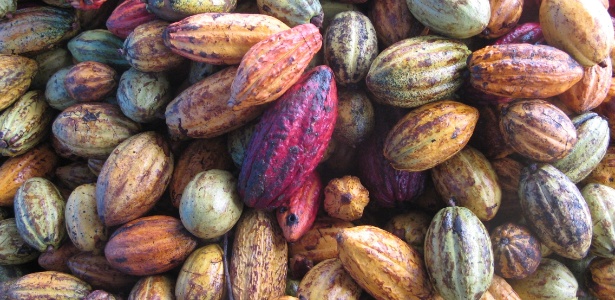 Cacau de fazenda de Ilhéus (BA); para ser considerado chocolate, produto precisa ter ao menos 25% do fruto