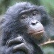 Caroline Deimel, LuiKotale Bonobo Project