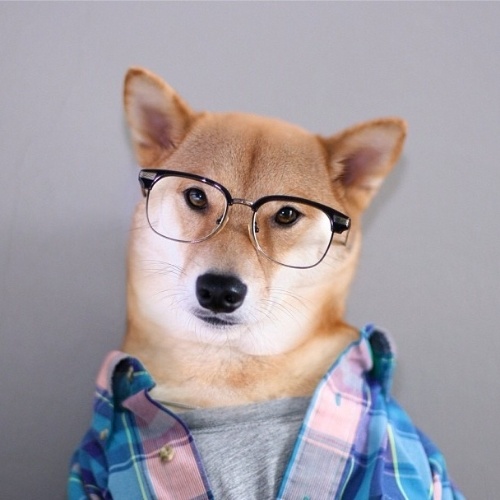 caes-da-raca-shiba-inu-ja-sao-naturalmen