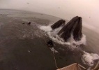 Petisco recusado: baleia quase engole mergulhador  (Foto: Reprodução/ Youtube)